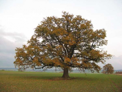 Bild 3 von 1 Eiche im Hohen Kamp